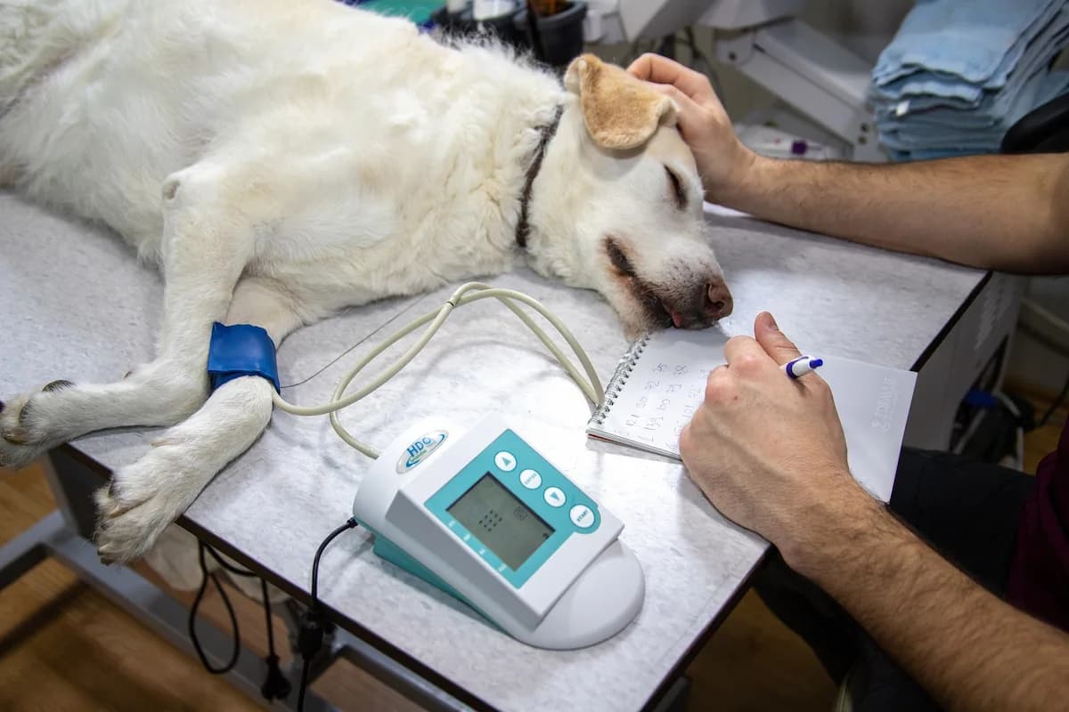 How Much Does Emergency Vet Cost? A Real Dog Owner's Guide — featured image
