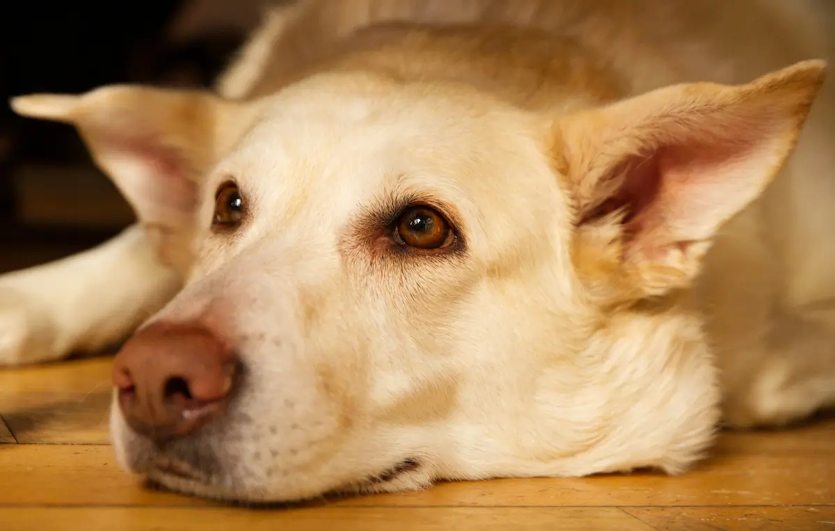 Home Remedies for Upset Stomach in Dogs — What Actually Works — featured image