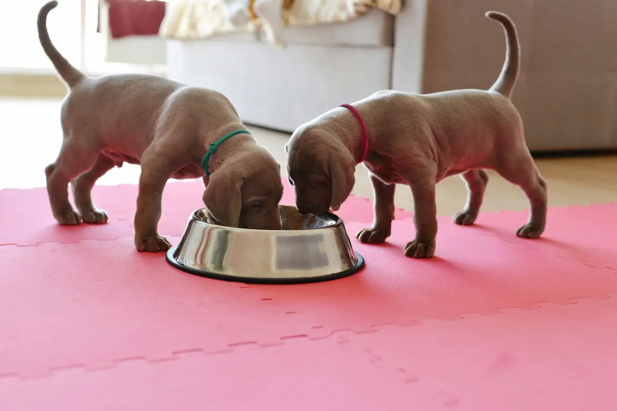 What to Feed Puppies Week by Week — Complete Feeding Guide — featured image