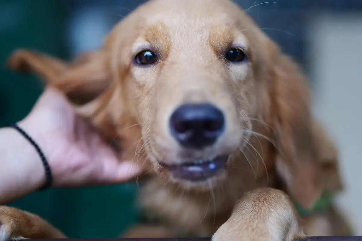 Best Dog Food for Allergies 2026 — Top Options — featured image
