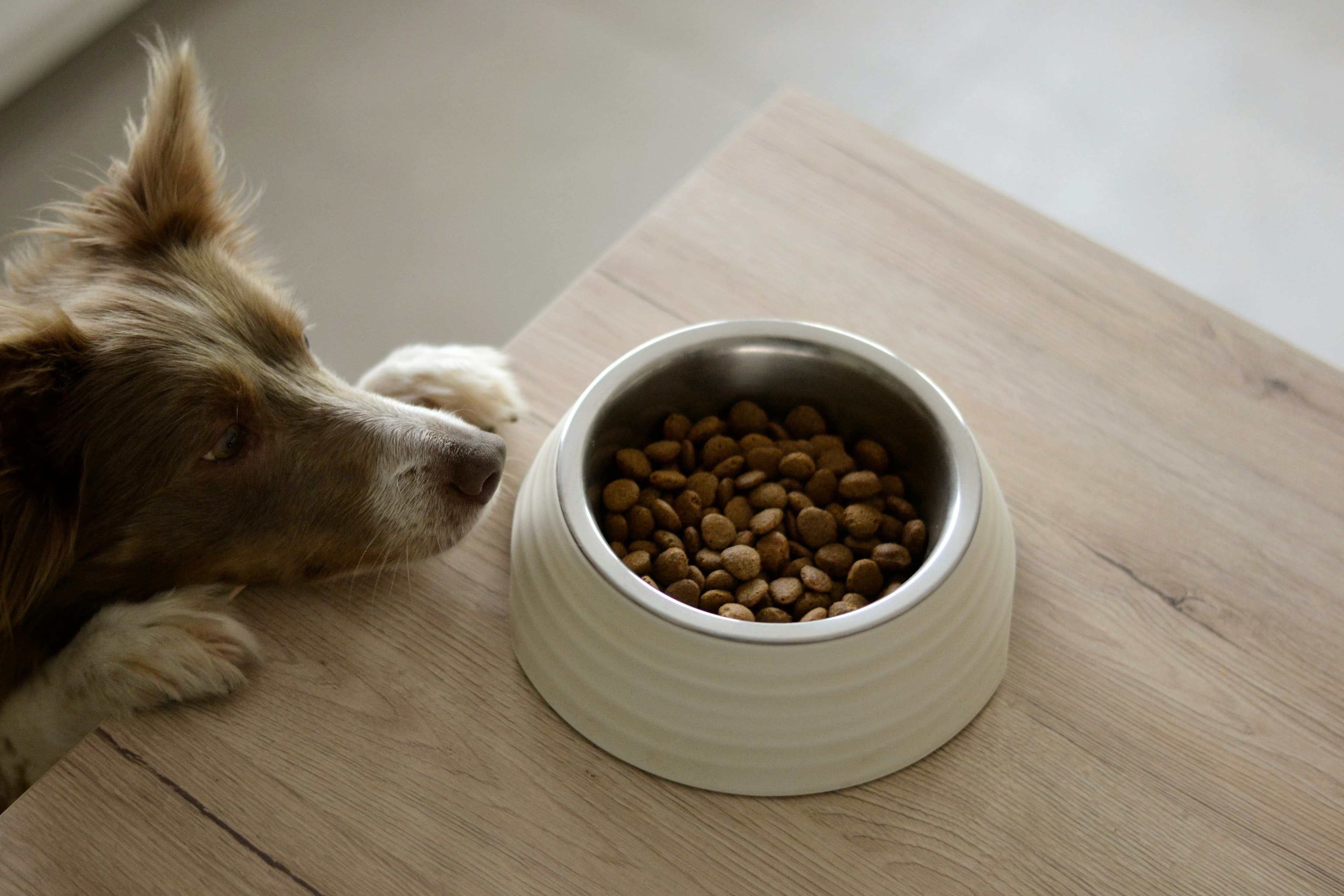 Best Dog Food for Puppies 2026 — Top Options — featured image