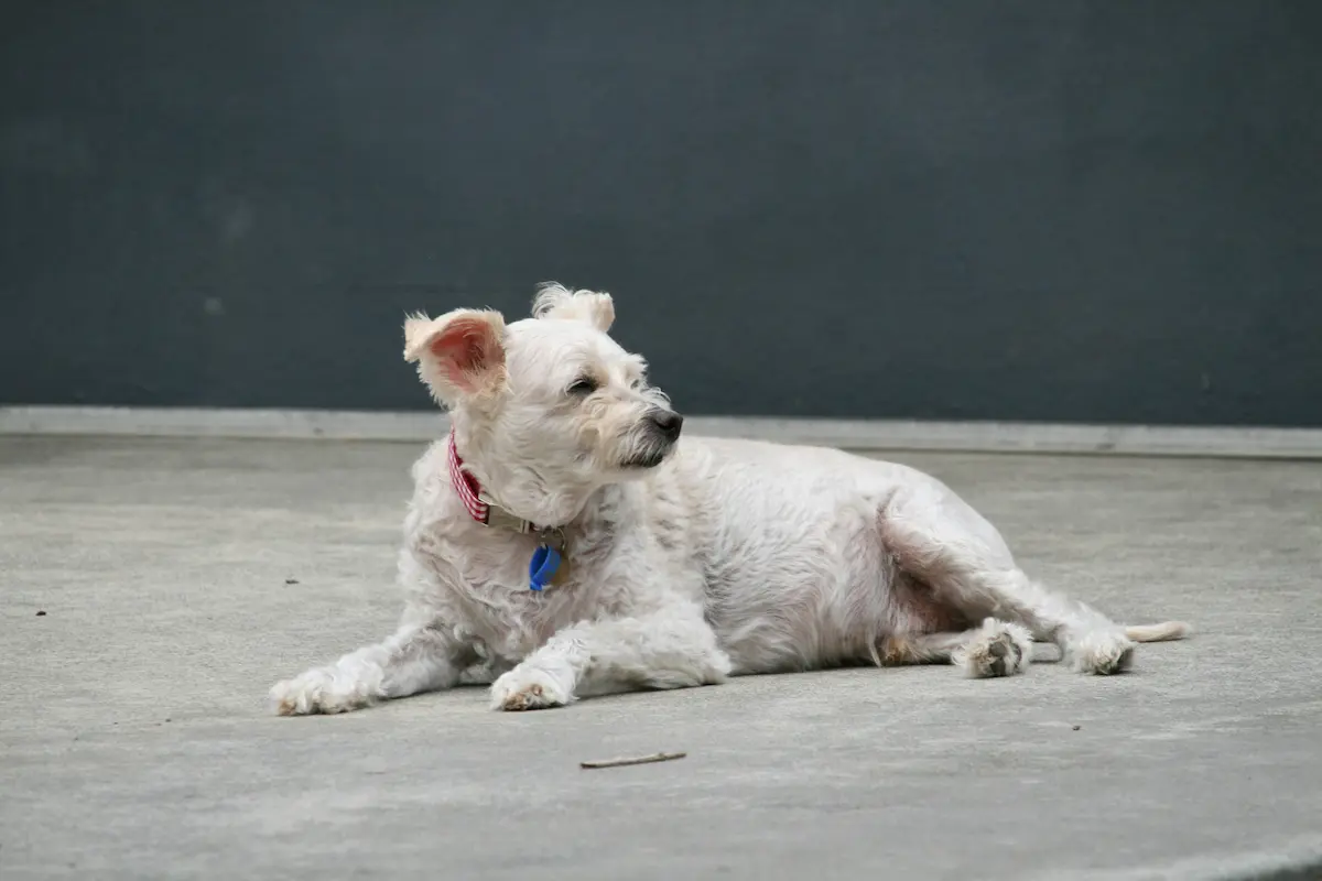 Best Dog Food for Senior Dogs 2026 — Top Options — featured image
