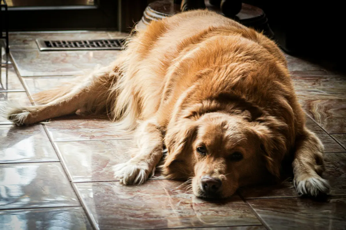 Best Dog Food for Weight Loss 2026 — Top Options — featured image