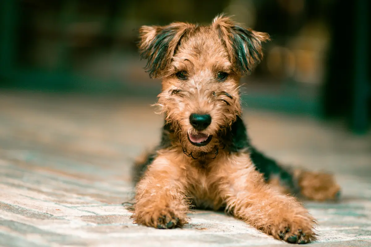 Best Dog Food Without Chicken 2026 — Top Picks — featured image