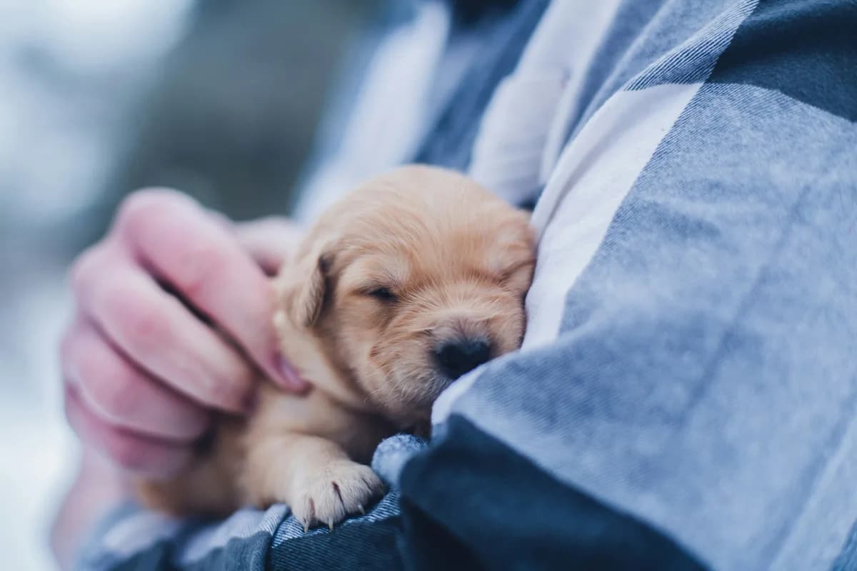 Best Online Vet Services for Dogs 2026 - Telehealth That Actually Works
— featured image