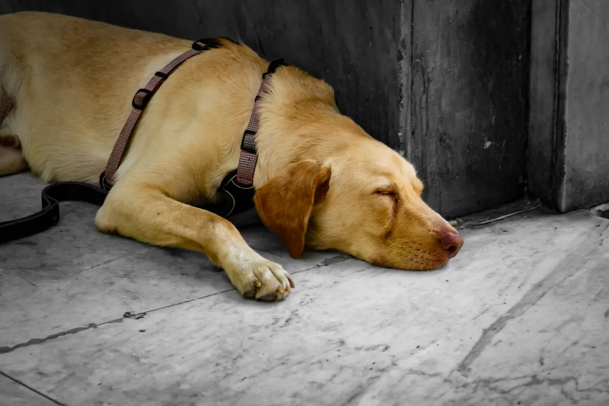 Does Pet Insurance Cover Dog Poisoning? What Every Owner Needs to Know — featured image