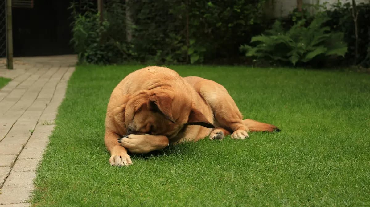 Dog Food Allergy Symptoms — Signs and Safe Foods for Allergic Dogs — featured image