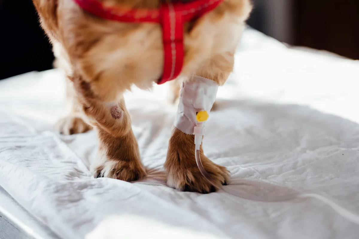 Dog Poisoning Treatment — What Vets Actually Do — featured image