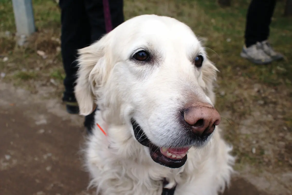 Embrace Pet Insurance Review 2026 — Best for Older Dogs?
— featured image