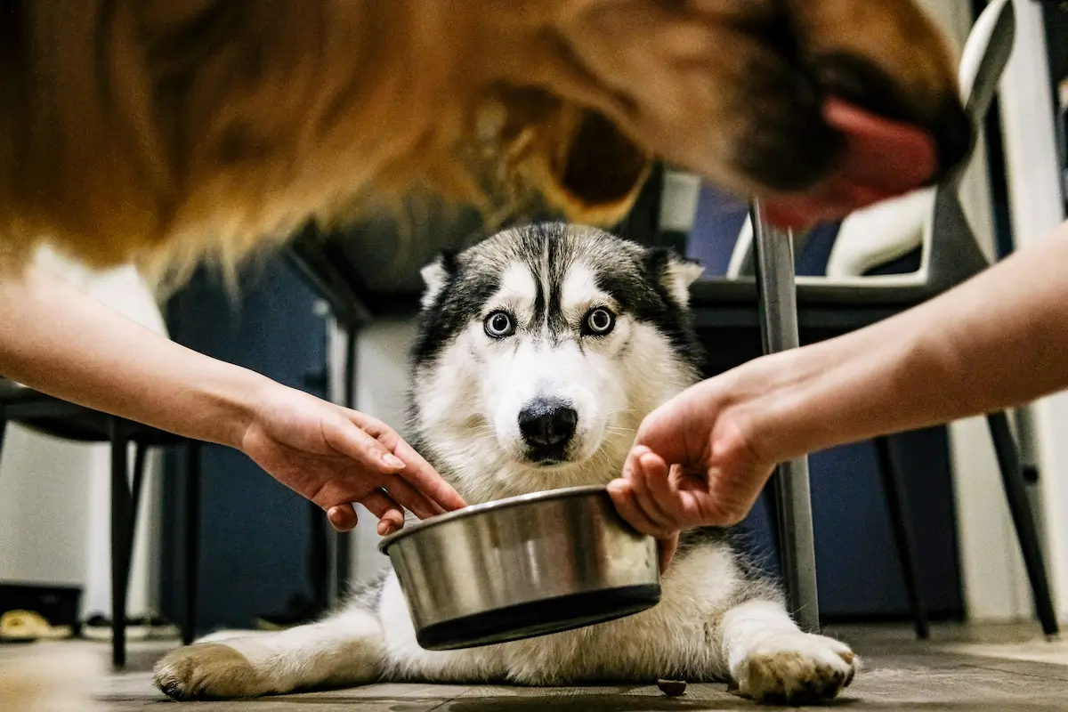 Foods to Avoid for Dogs with Sensitive Stomachs — Complete Guide — featured image