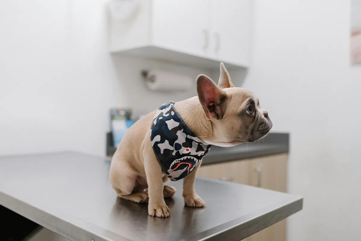 Healthy Paws Pet Insurance Review 2026 — Is It Worth It?
— featured image