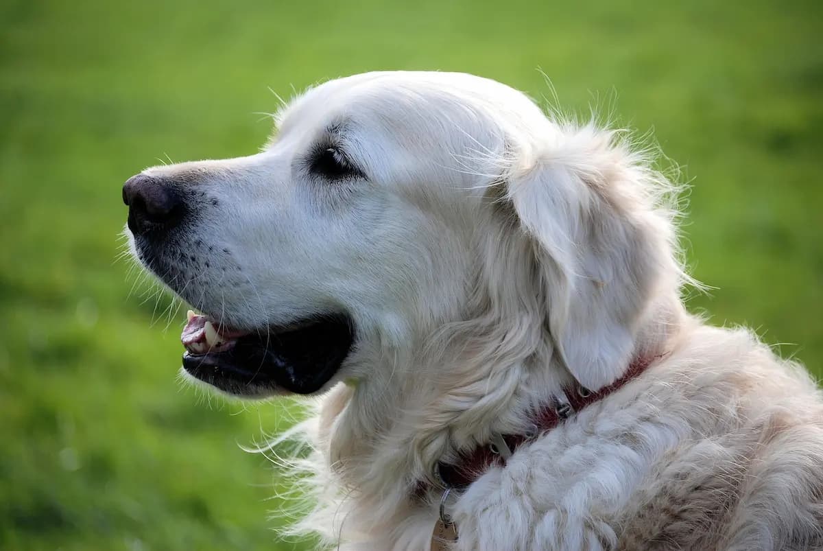 Does Pet Insurance Cover Dog Poisoning? What You Need to Know
— featured image