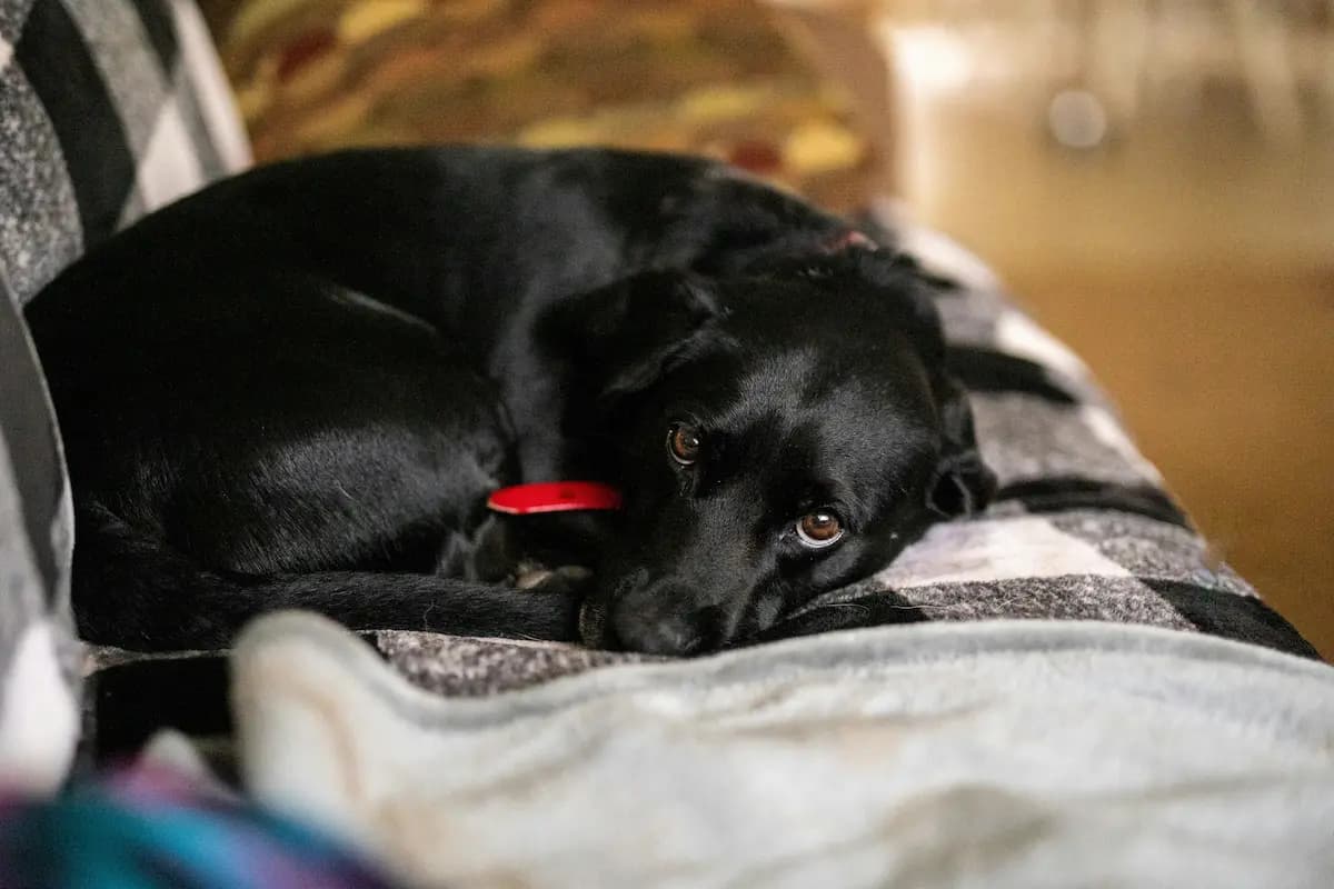 Signs Your Dog is Aging and Needs a Diet Change — featured image